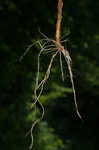 Reed canarygrass